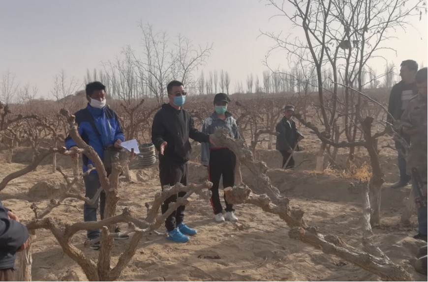 刘义飞老师在皮山农场8连指导密植枣园减密技术
