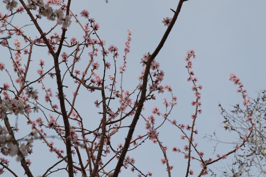 花儿与线条