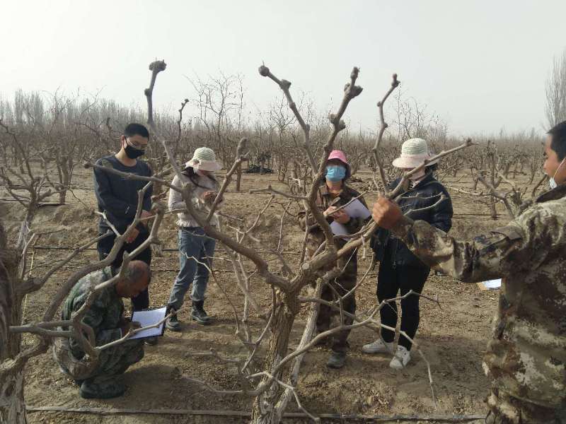 3月17日至19日,科技特派员在皮山农场十一连核实提质增效技术落实情况。
