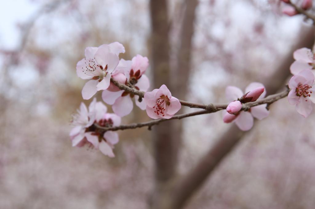 一枝桃花入眼帘
