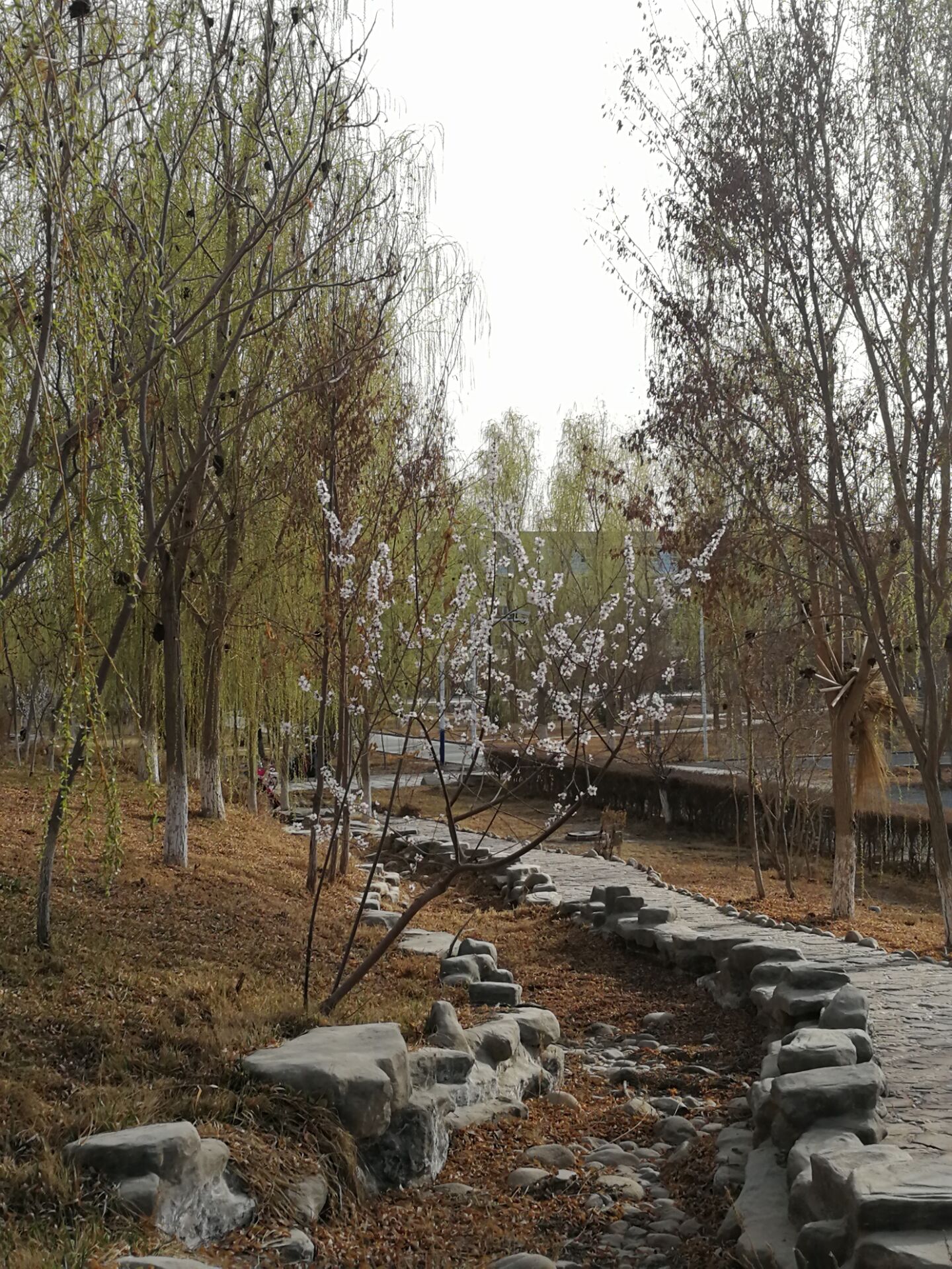 花与树相依,装点着小路
