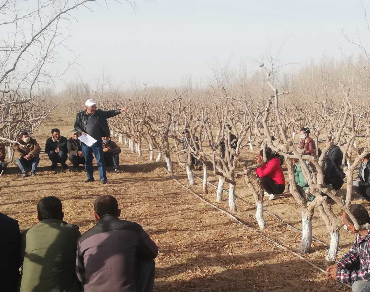 库热西老师在皮山农场6连为职工讲解枣提质增效技术要点