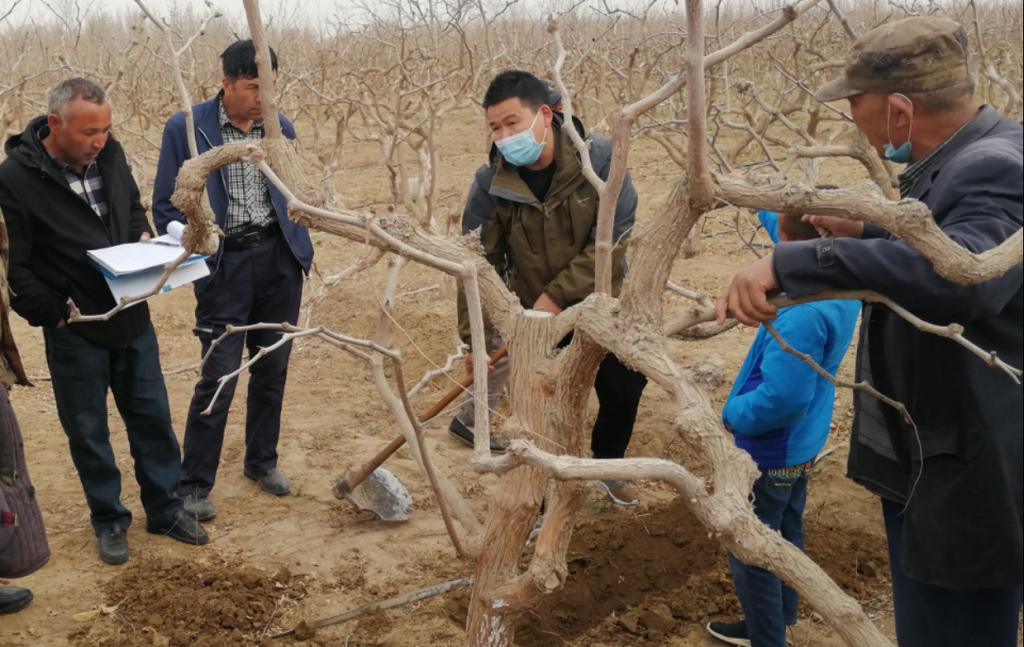 冯一峰老师在皮山农场1连指导职工施肥技术