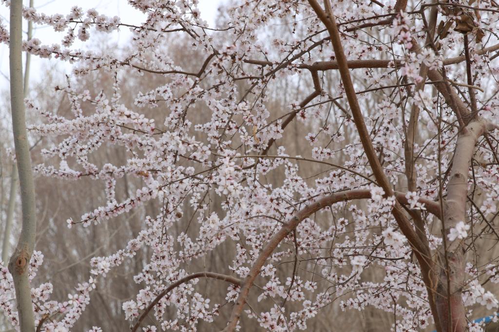 三月桃花开