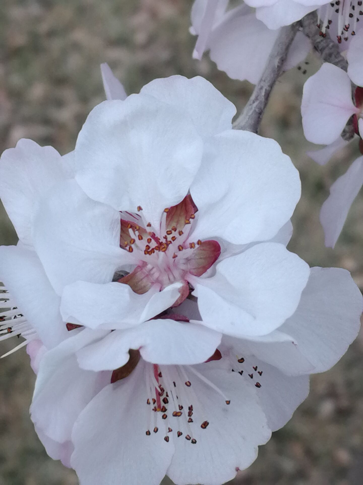 怒放的山桃花