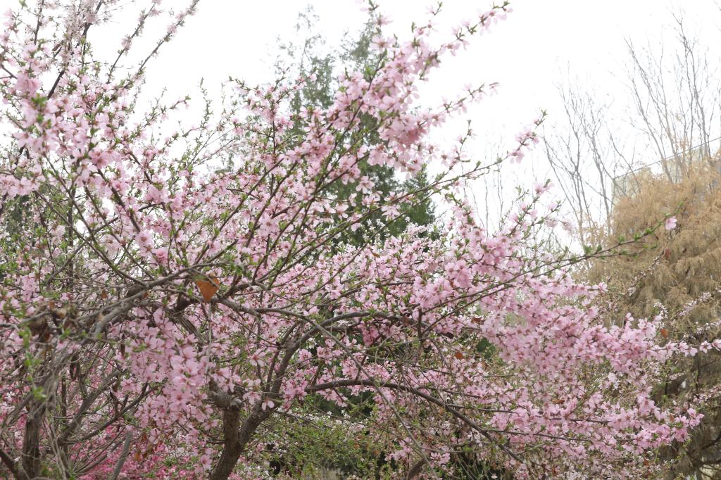 桃花朵朵开